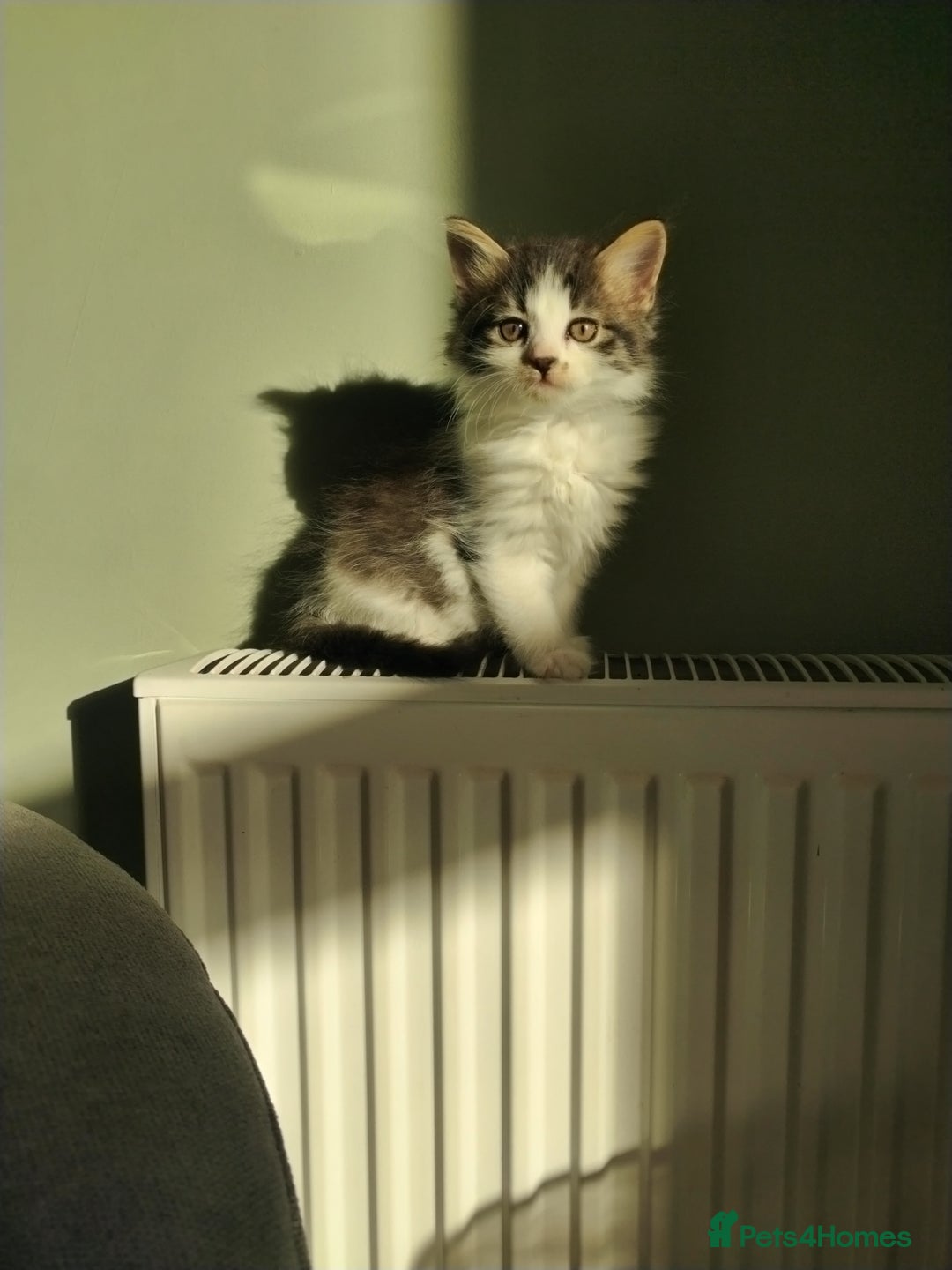 Mixed Breed cats for sale: 4 beautiful kittens ready for their forever home - Advert 15