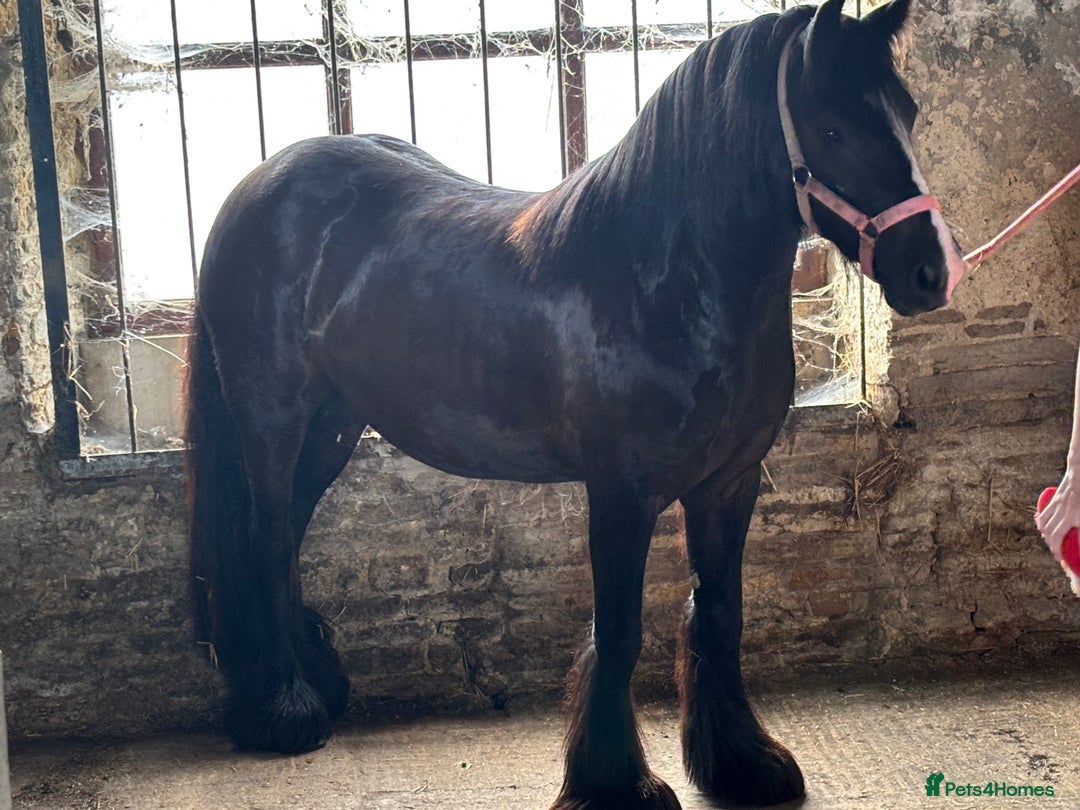 Other Breed horses for sale: Dolly cob x friesian (deposit paid) - Image 1