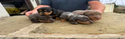 Dachshund dogs for sale: Miniature dachshund for sale in Elland - Advert 1