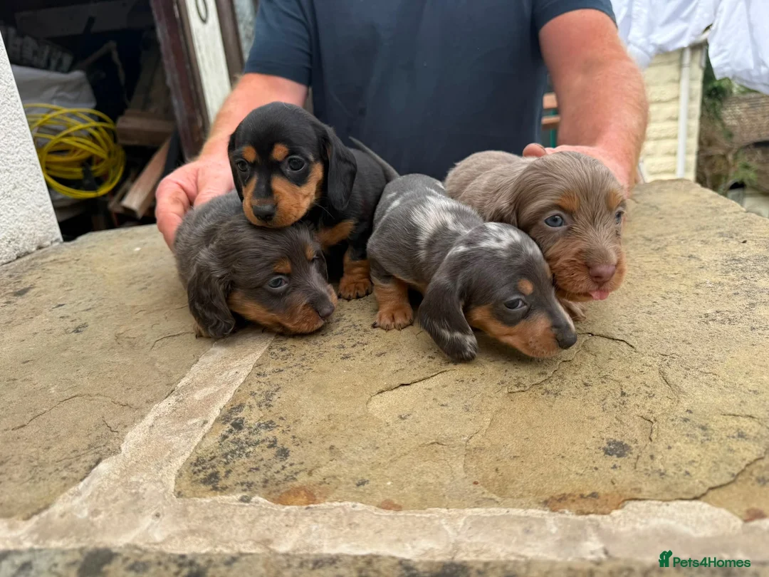 Dachshund dogs for sale: Miniature dachshund for sale in Elland - Advert 1