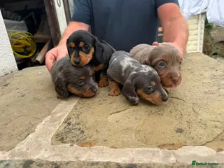 Dachshund dogs Ready to go! Miniature dachshund for sale - Advert 2