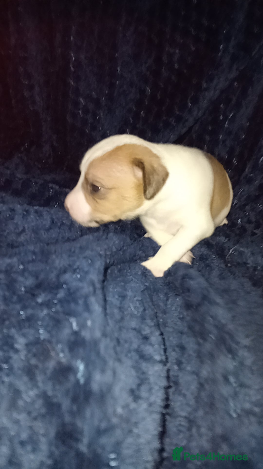 Patterjack dogs for sale: Patterjack/jackrussel - Image 16