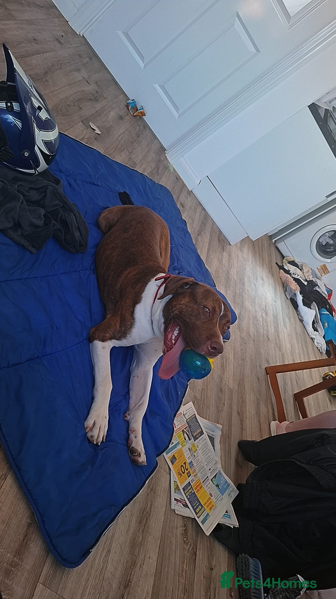 Mixed Breed dogs for sale: New home needed asap - Image 1