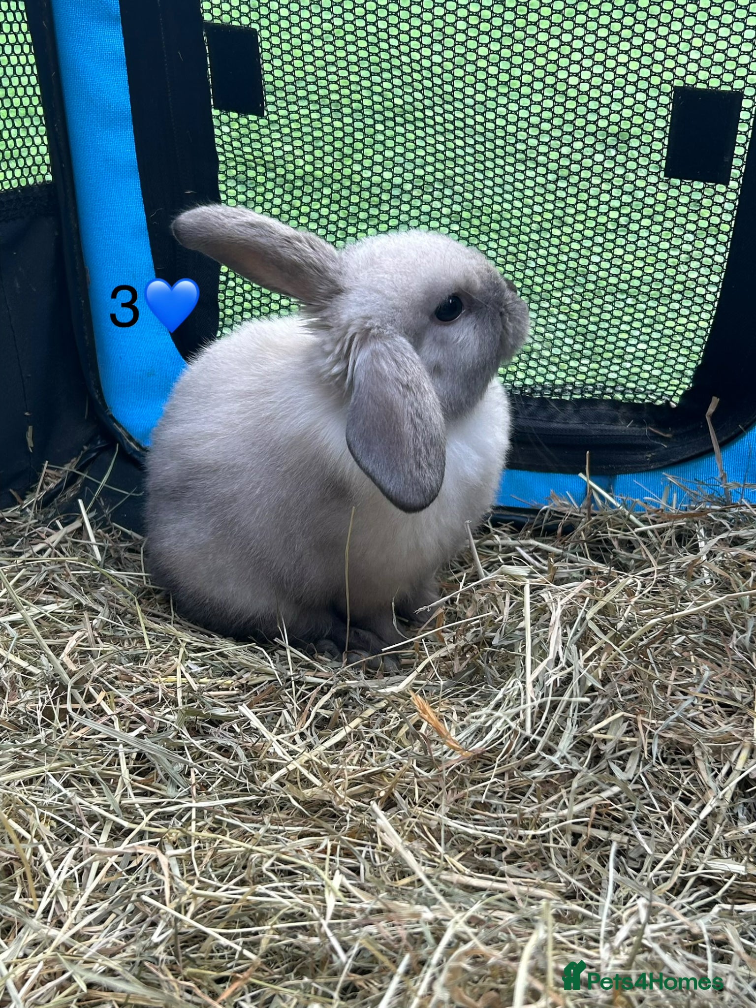 Mini Lop rabbits 6 pure mini lop baby’s  - Advert 2