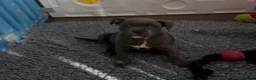 Staffordshire Bull Terrier dogs for sale: Gorgeous Blue Staffys **READY TO LEAVE** - Advert 11