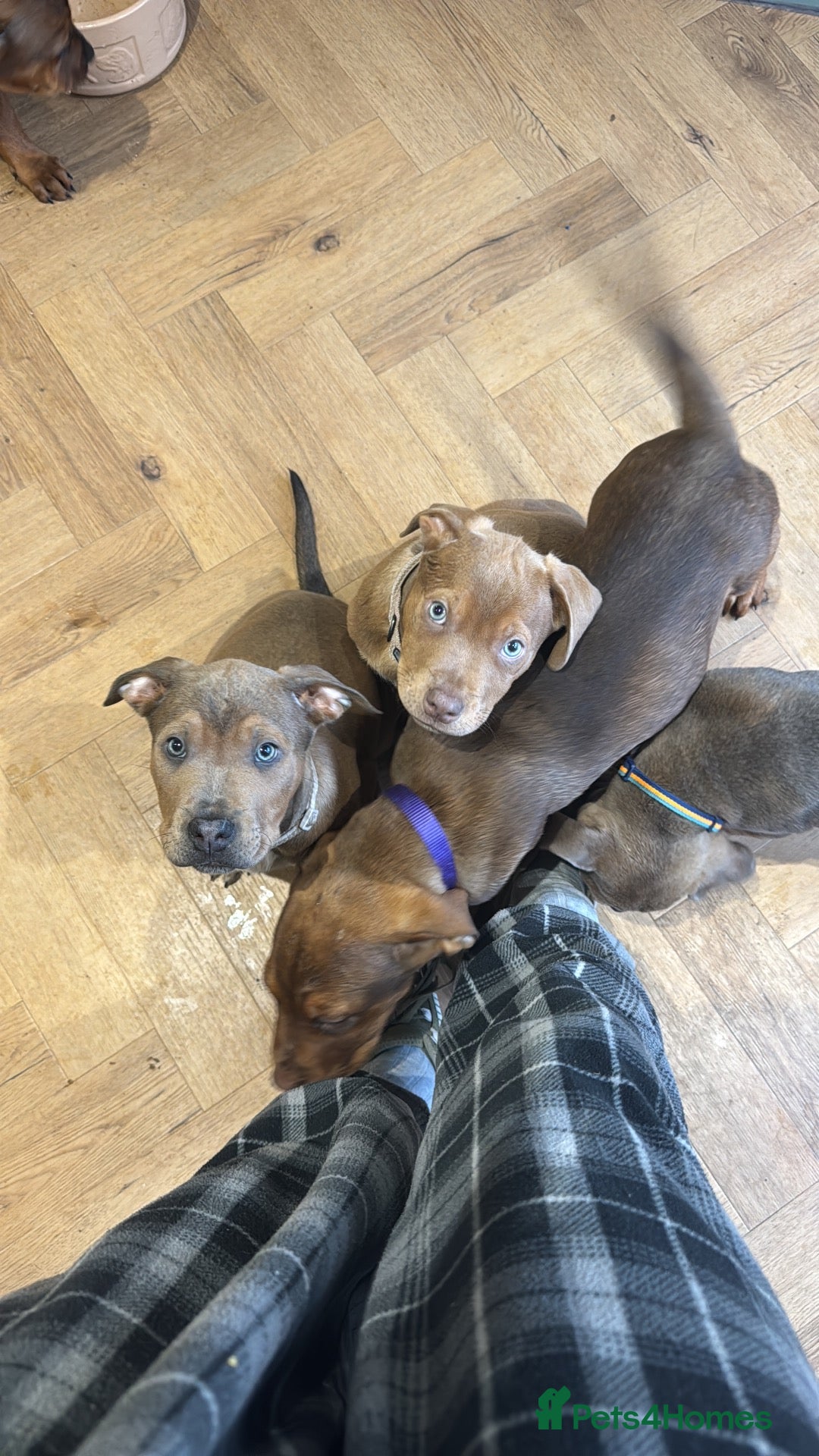 Mixed Breed dogs for sale: Staffweilers F5 exotic colours co/co dd bb  - Advert 14