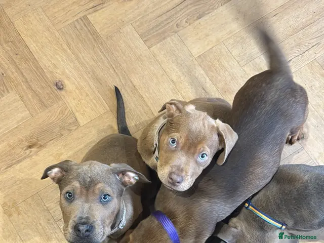 Mixed Breed dogs for sale: Staffweilers F5 exotic colours co/co dd bb - Advert 8