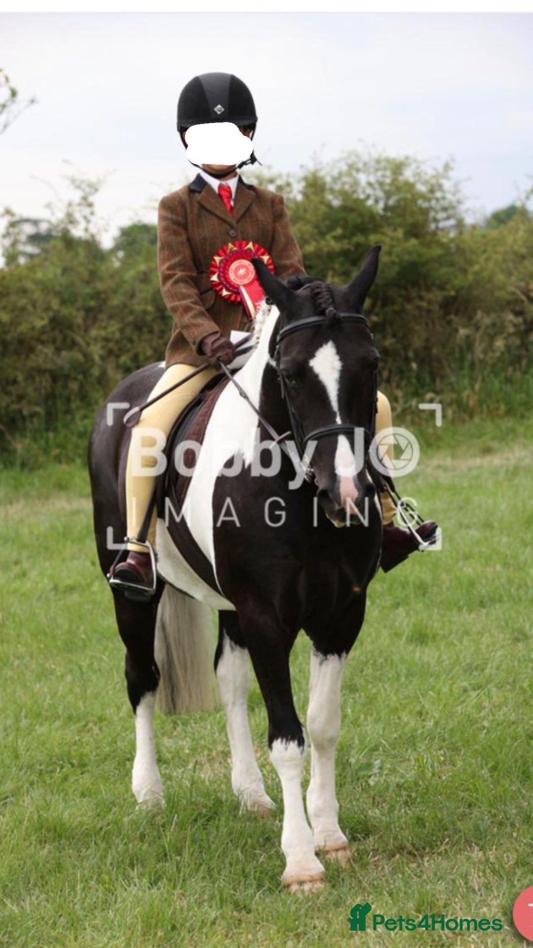 Other Breed horses for sale: Cob /Welsh pony  - Image 1