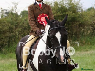 Other Breed horses - Advert 2