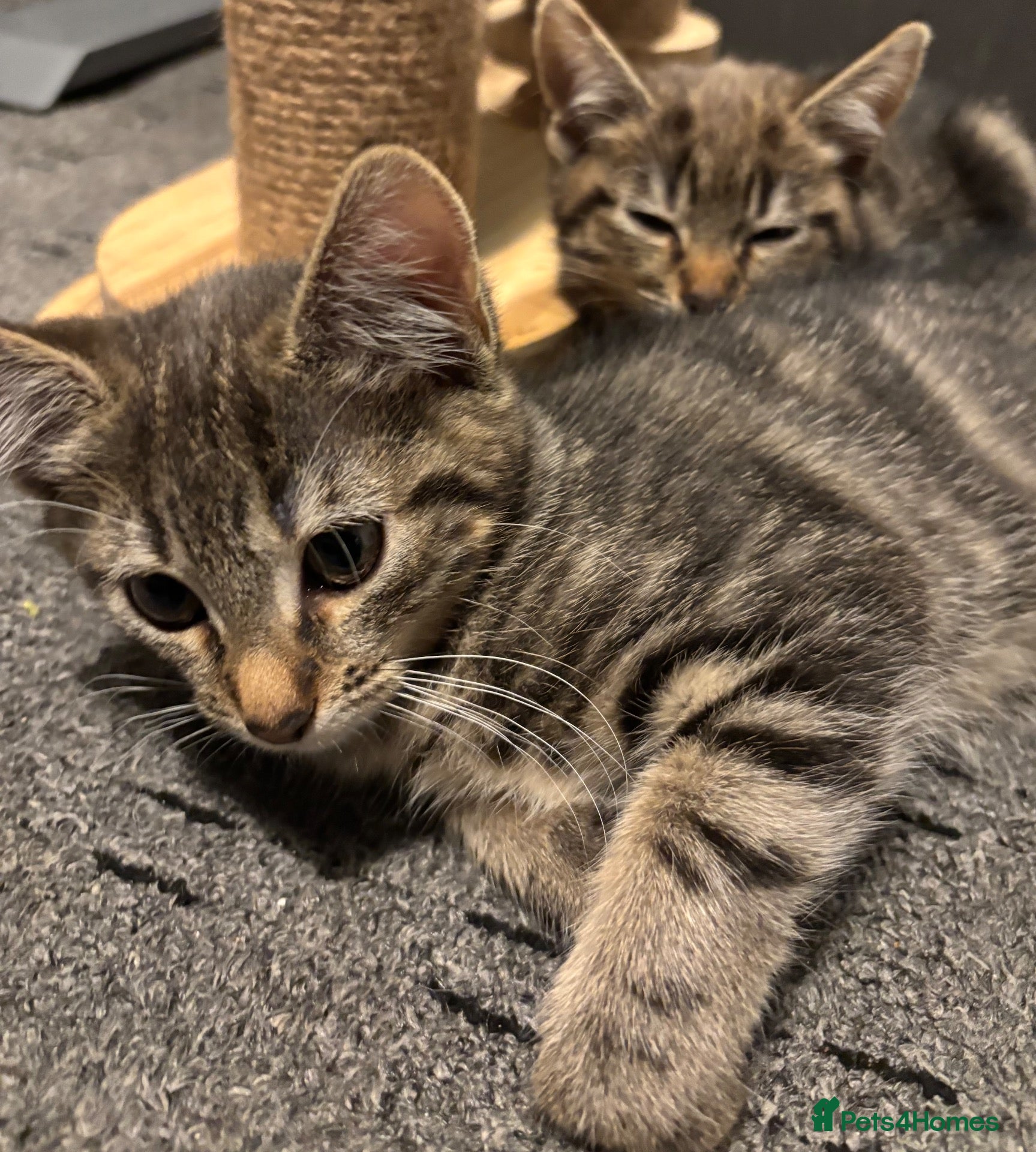 Mixed Breed cats Last Female Left, Ready To Leave - Advert 15