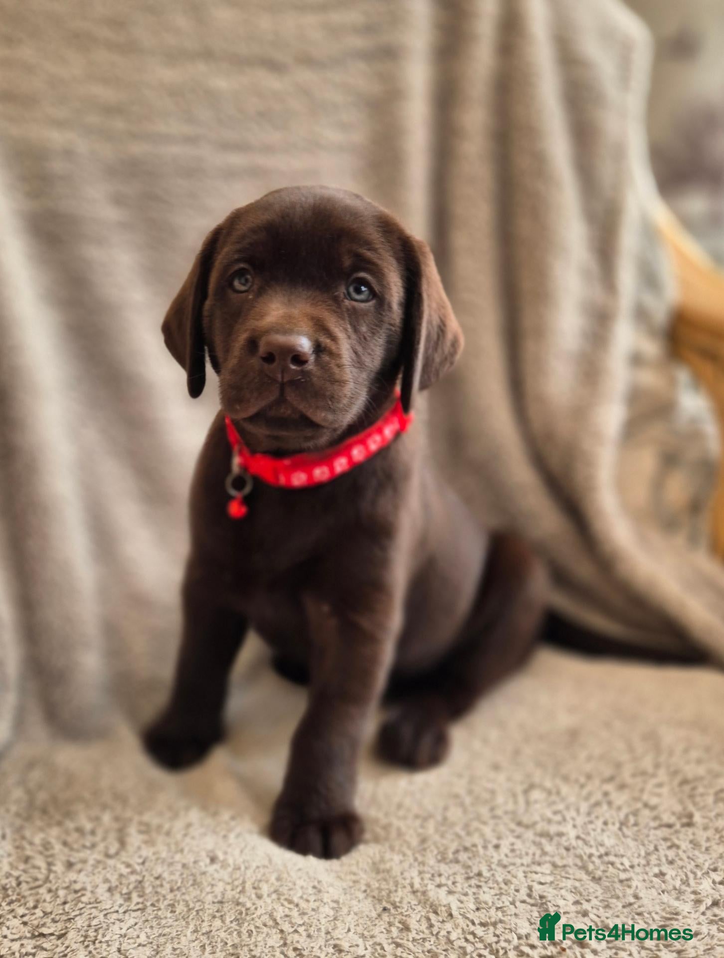 Labrador Retriever dogs Quality Chunky KC reg pups - Health Tested Parents - Advert 1