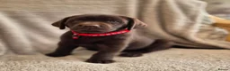 Labrador Retriever dogs for sale: Quality Chunky KC reg pups - Health Tested Parents - Advert 1