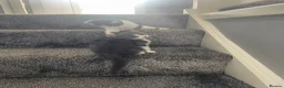 Mixed Breed cats for sale: Kittens half saimess  - Advert 8
