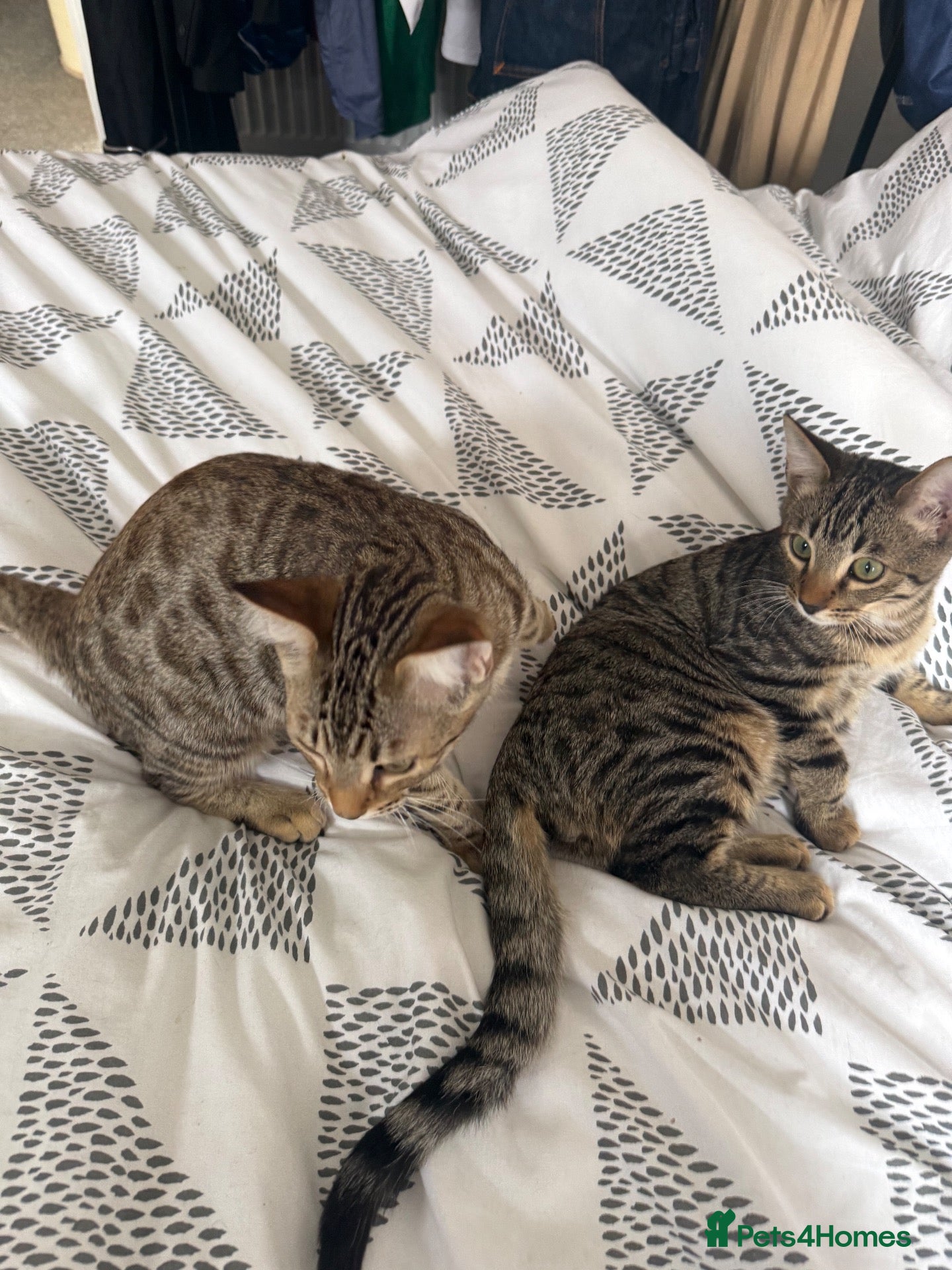 Bengal cats for sale: BEAUTIFUL BENGAL BOYS LOOKING FOR FOREVER HOME ❤️ - Advert 22