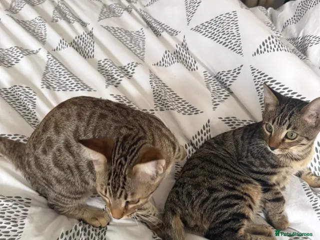 Bengal cats for sale: BEAUTIFUL BENGAL BOYS LOOKING FOR FOREVER HOME ❤️ - Advert 22