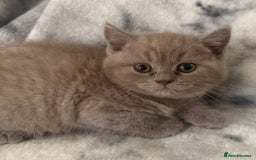Scottish Fold cats for sale: 🐾 Scottish Fold Kittens – Sweet, Rare & Ready Now - Image 28