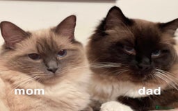 Ragdoll cats for sale: ragdoll kittens  - Image 9