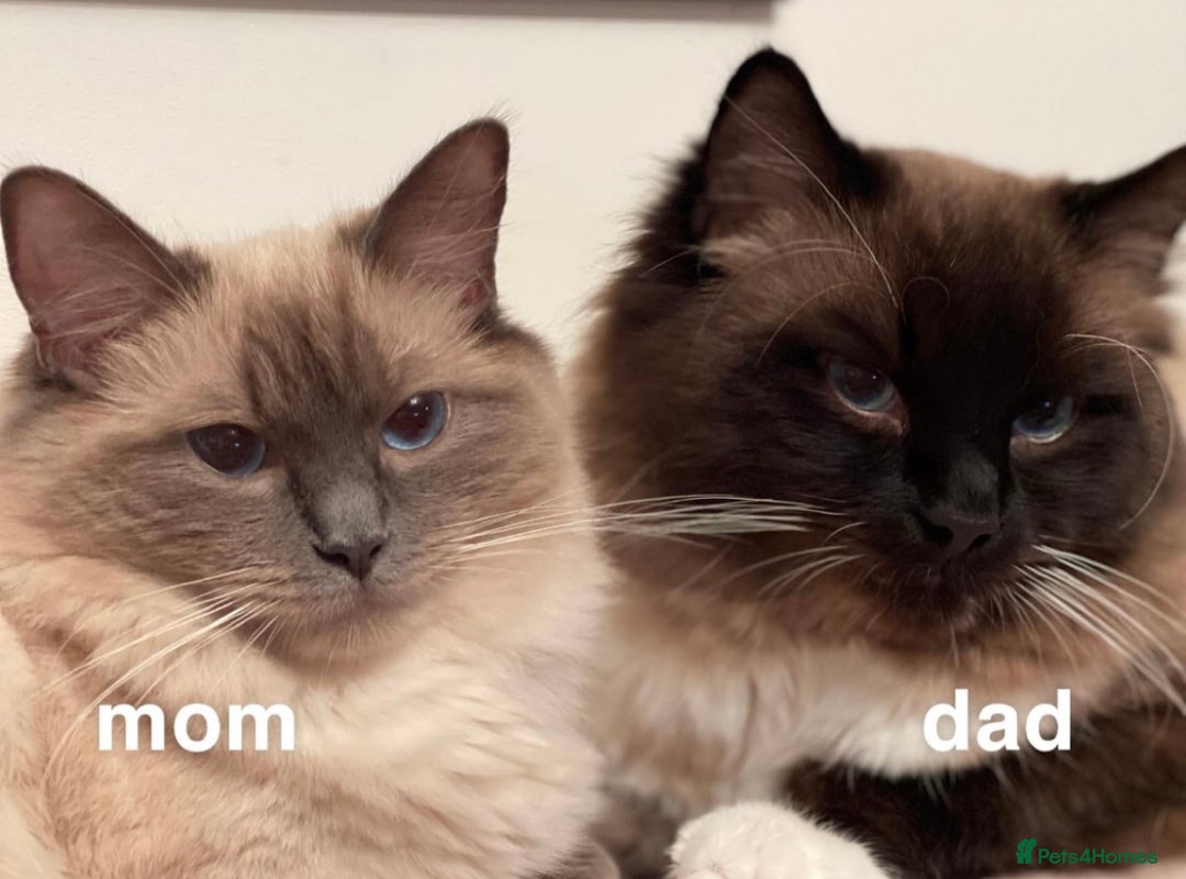 Ragdoll cats for sale: ragdoll kittens  - Image 9