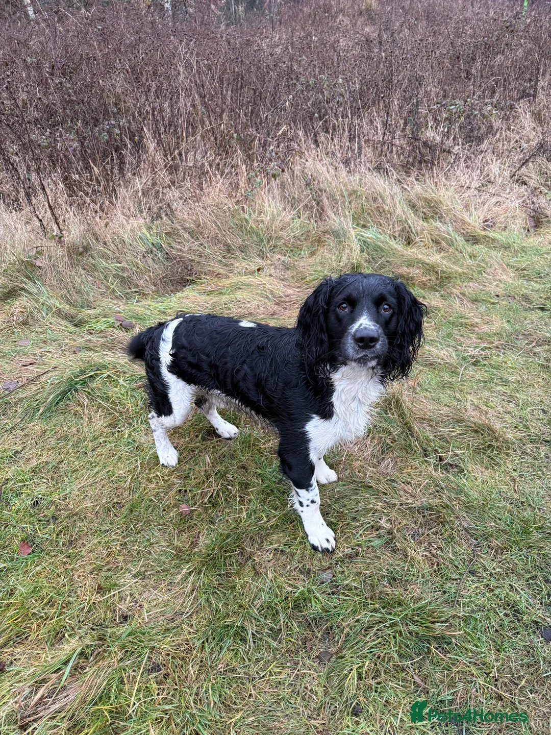 English Springer Spaniel dogs for stud: Stunning KC Stud, Proven, Health and DNA Tested. in Wigan - Advert 3