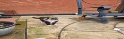 Mixed Breed cats for sale: 9 Gorgeous Kittens – 2 Litters, Ready 29 June in Milton Keynes - Advert 3