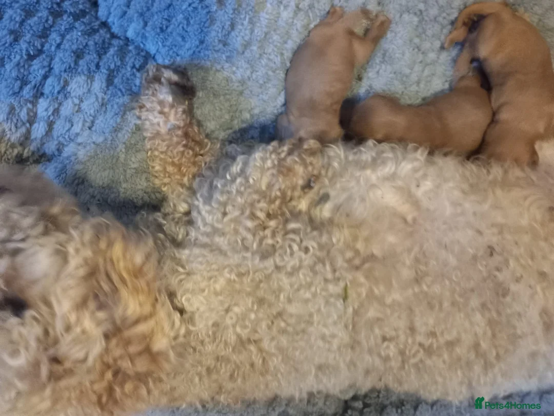Cavapoo dogs for sale: Cavapoo Pups  in Ripley - Advert 1