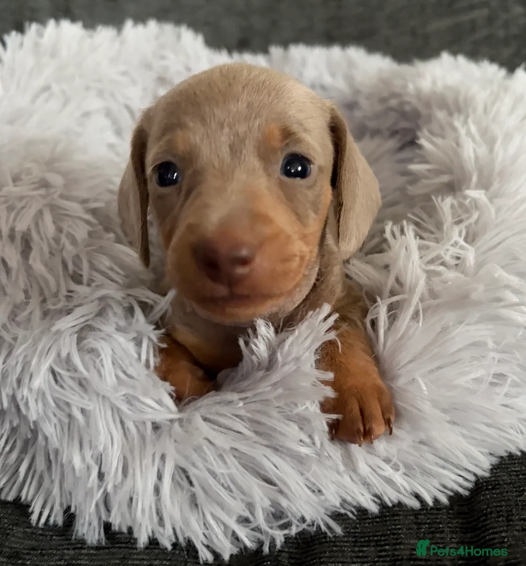Miniature Dachshund dogs for sale: KC registered miniature dachshund pups smooth coat - Advert 7