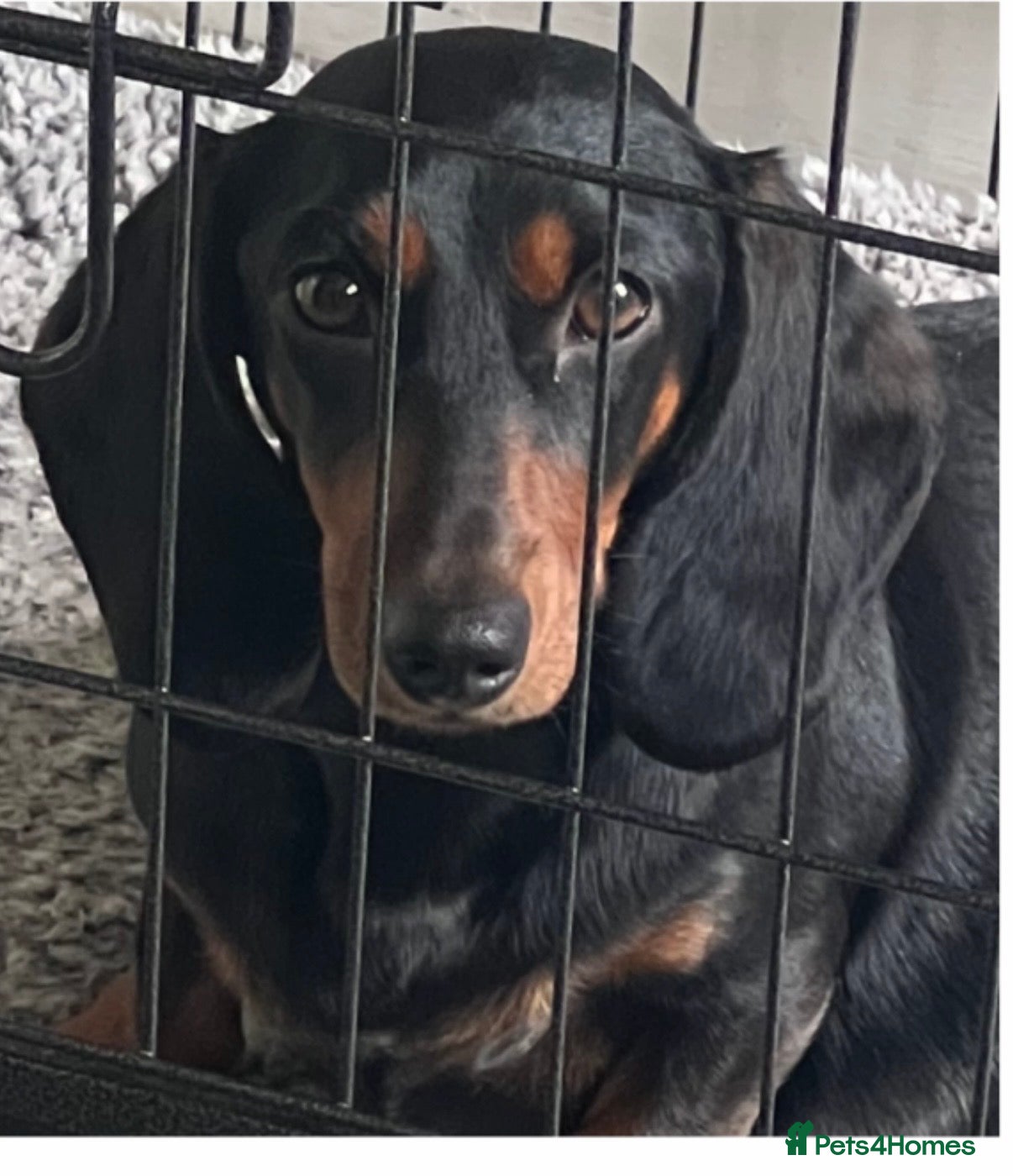 Miniature Dachshund dogs Beautiful dachshunds !   - Advert 2