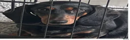 Miniature Dachshund dogs for sale: Beautiful dachshunds !   - Advert 8