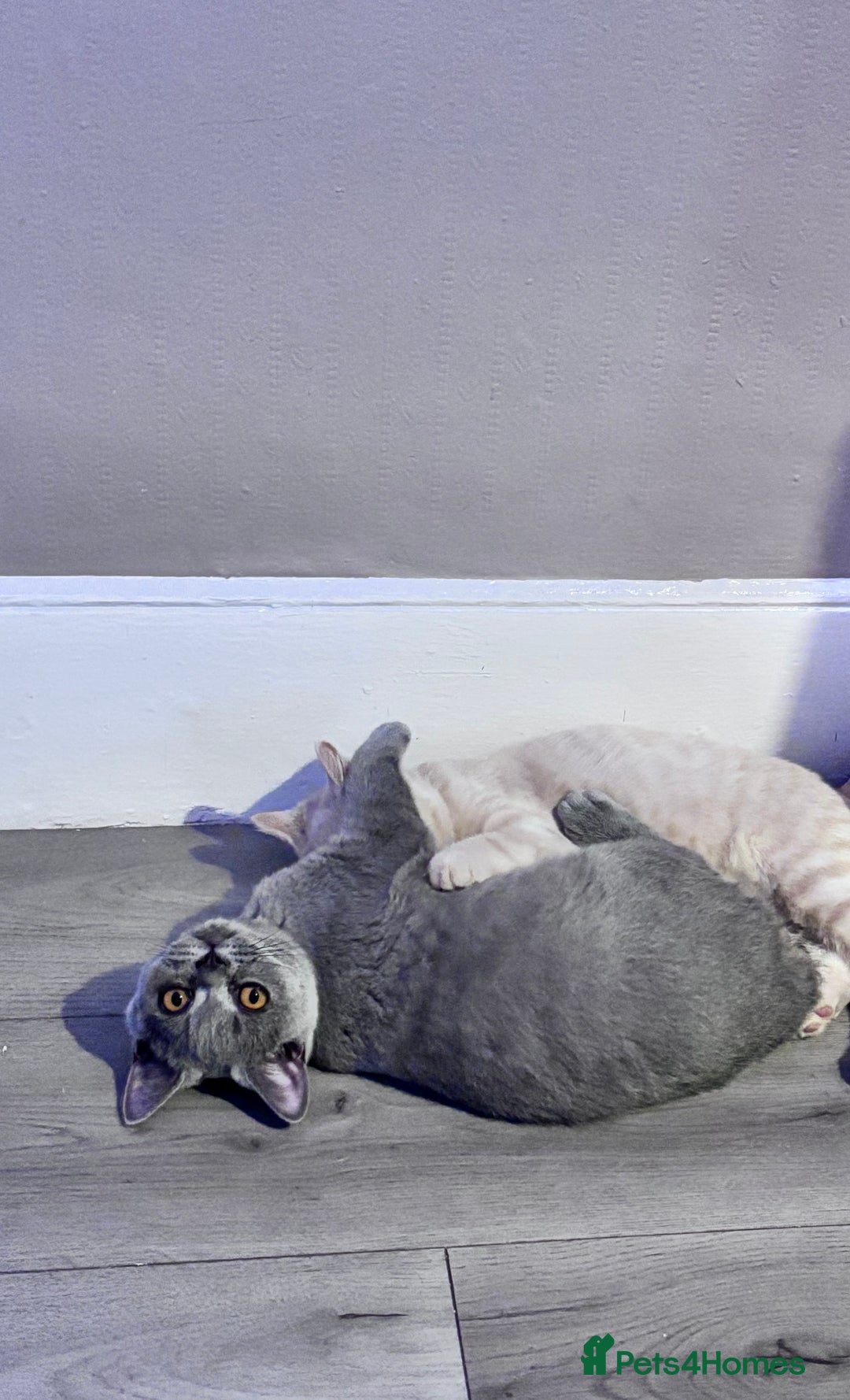 British Shorthair cats for sale: Beautiful British shorthair kittens  - Image 7