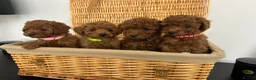 Miniature Poodle dogs for sale: Kc registered Miniature poodles Teddy bear  - Advert 22