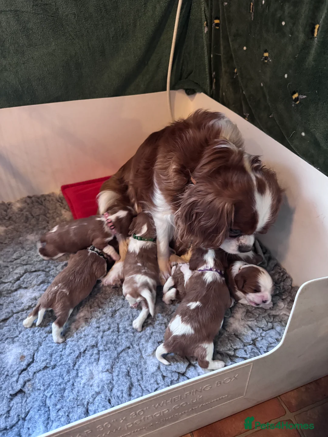 Cavalier King Charles Spaniel dogs for sale: Cavalier King Charles KC reg DNA 5* home breed - Advert 18