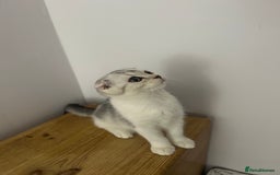 Scottish Fold cats for sale: Beautiful Scottish fold baby’s  in Reading - Image 34