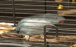 Ringnecks birds for sale: Female blue ringneck  - Advert 1