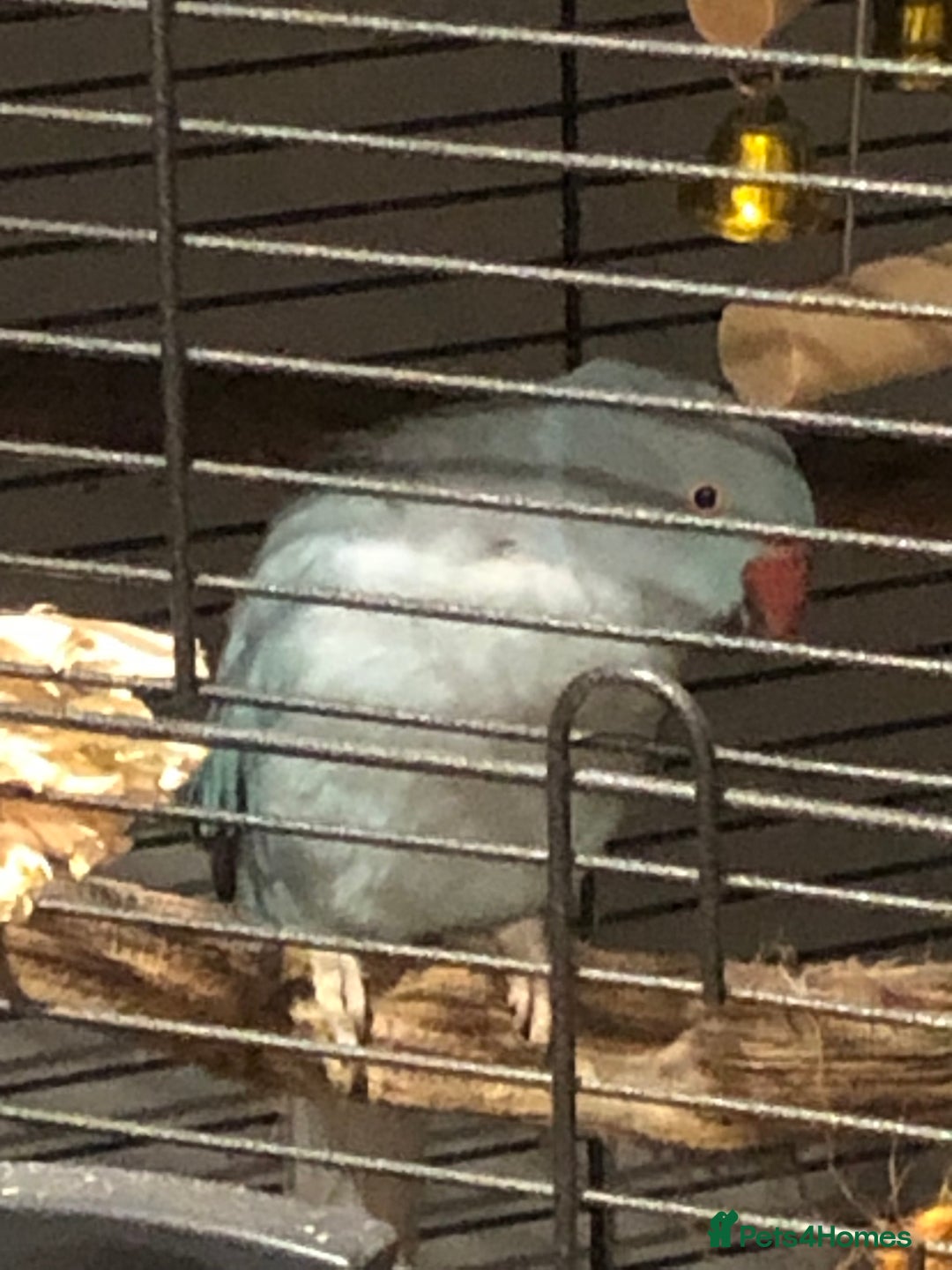 Ringnecks birds for sale: Female blue ringneck  - Advert 1