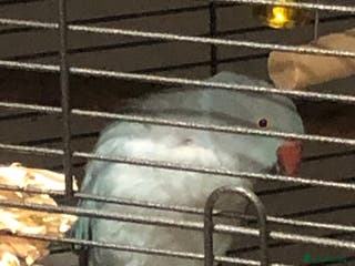 Ringnecks birds Female blue ringneck - Advert 15