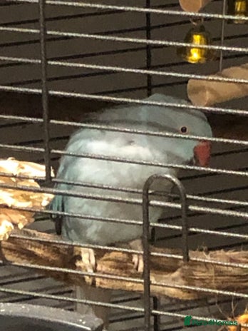 Ringnecks birds Female blue ringneck - Advert 1