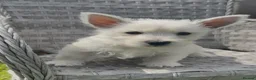 West Highland Terrier dogs for sale: Beautiful west highland terrier pups - Advert 4