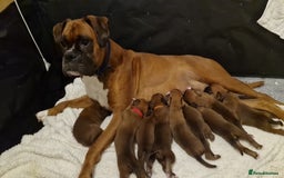 Boxer dogs for sale: Gorgeous Litter of 9 KC Registered Boxer Puppies - Image 22