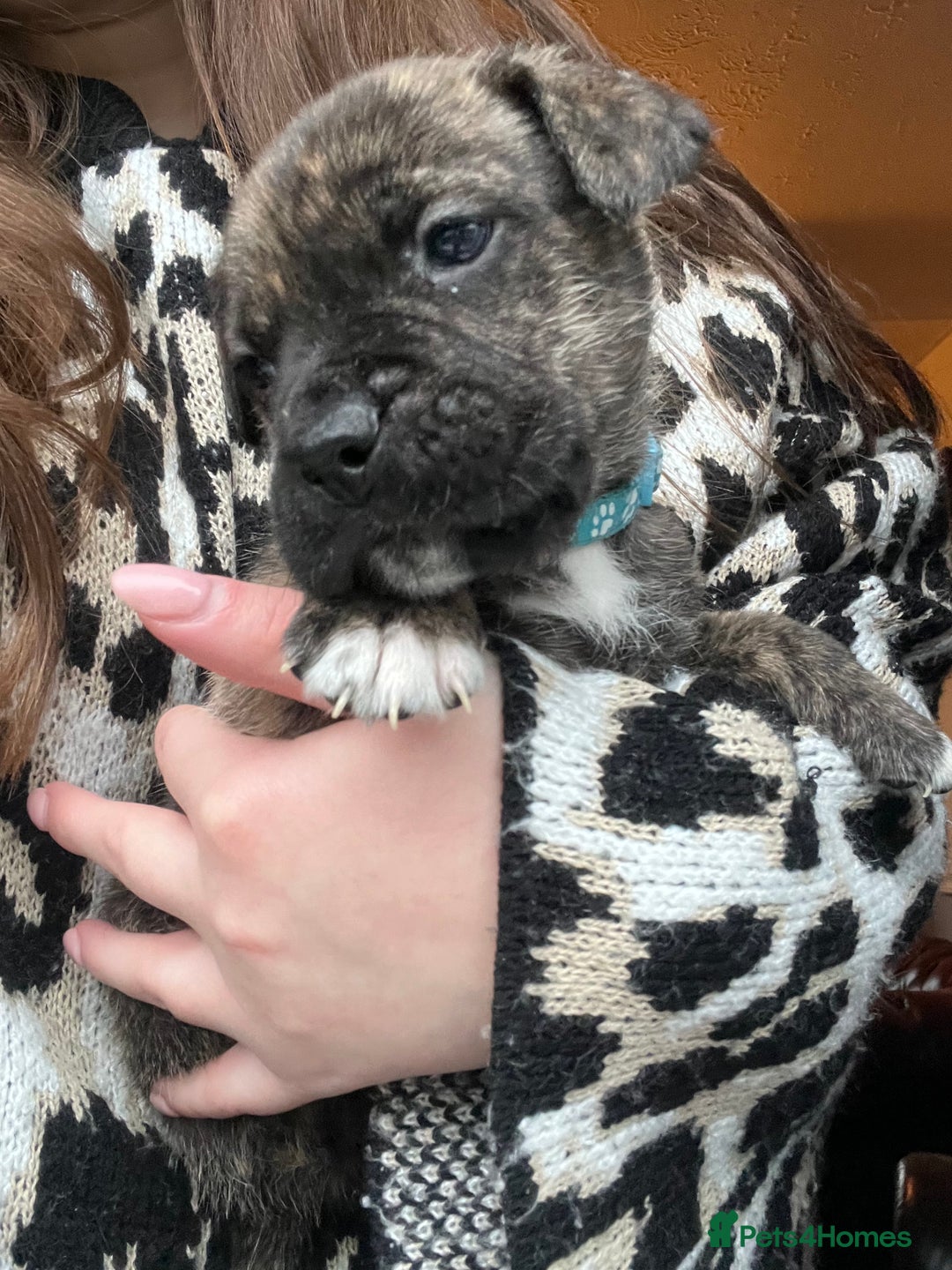 Mixed Breed dogs for sale: Presa Canario X American Bulldog puppies - Advert 8