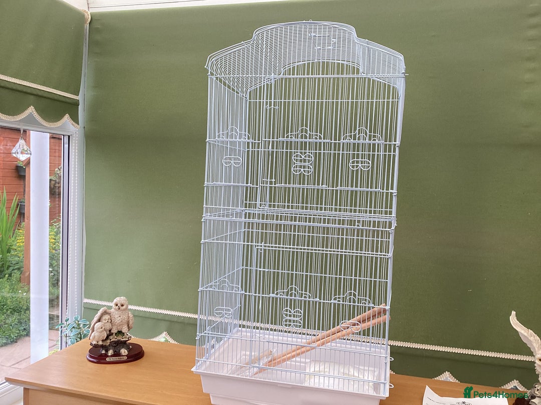 Budgerigars birds for sale: New baby budgies and new cages  - Advert 9