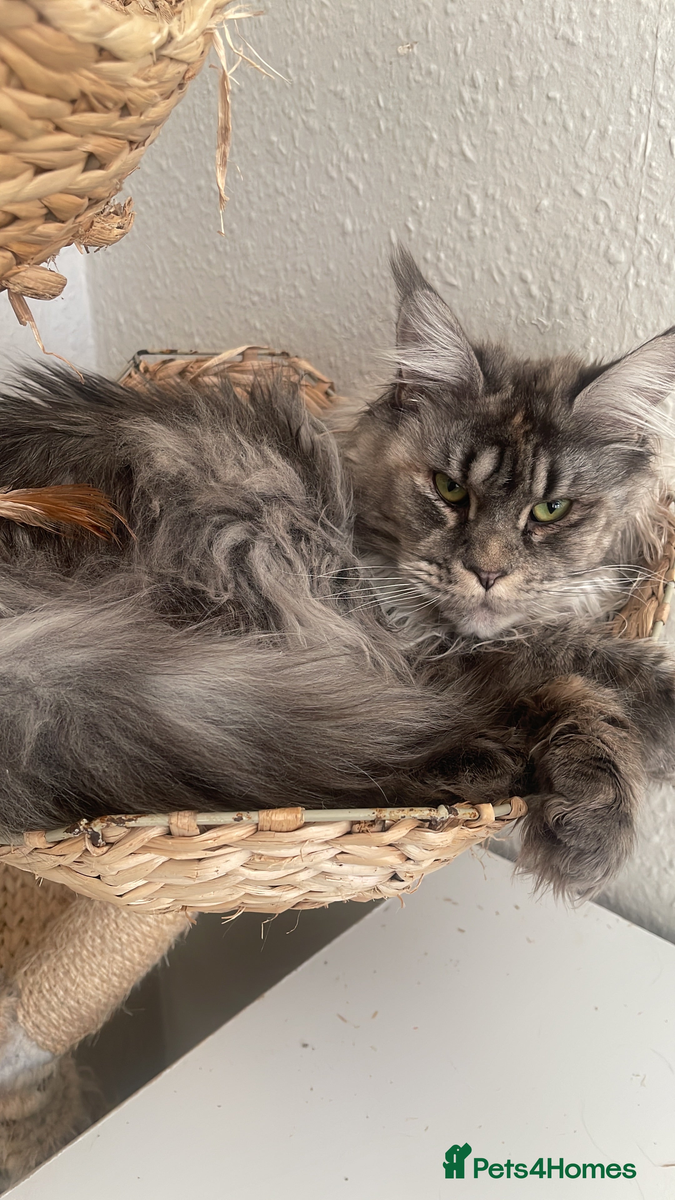 Maine Coon cats Breeding queens and studs  - Advert 1