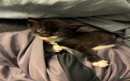 Mixed Breed cats for sale: Adorable kittens looking for their forever home  - Image 3