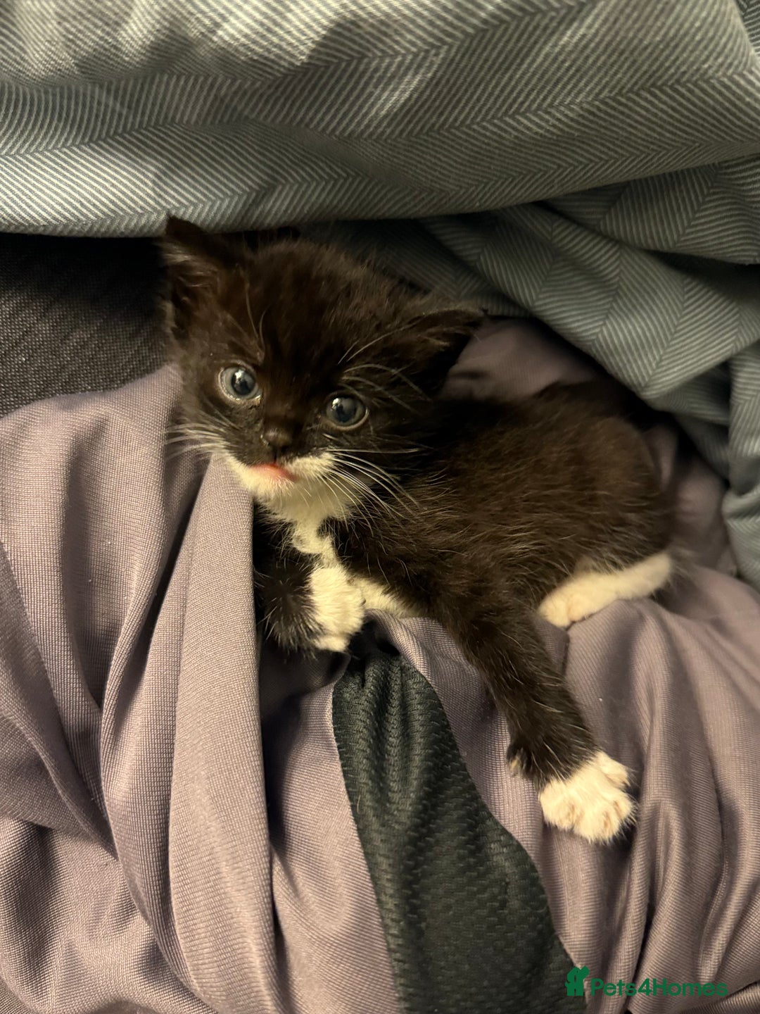 Mixed Breed cats for sale: Adorable kittens looking for their forever home  - Image 3