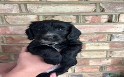 Cockapoo dogs for sale: Exceptional cockapoo pups- 1 Boy, 1 Girl left!! - Image 39
