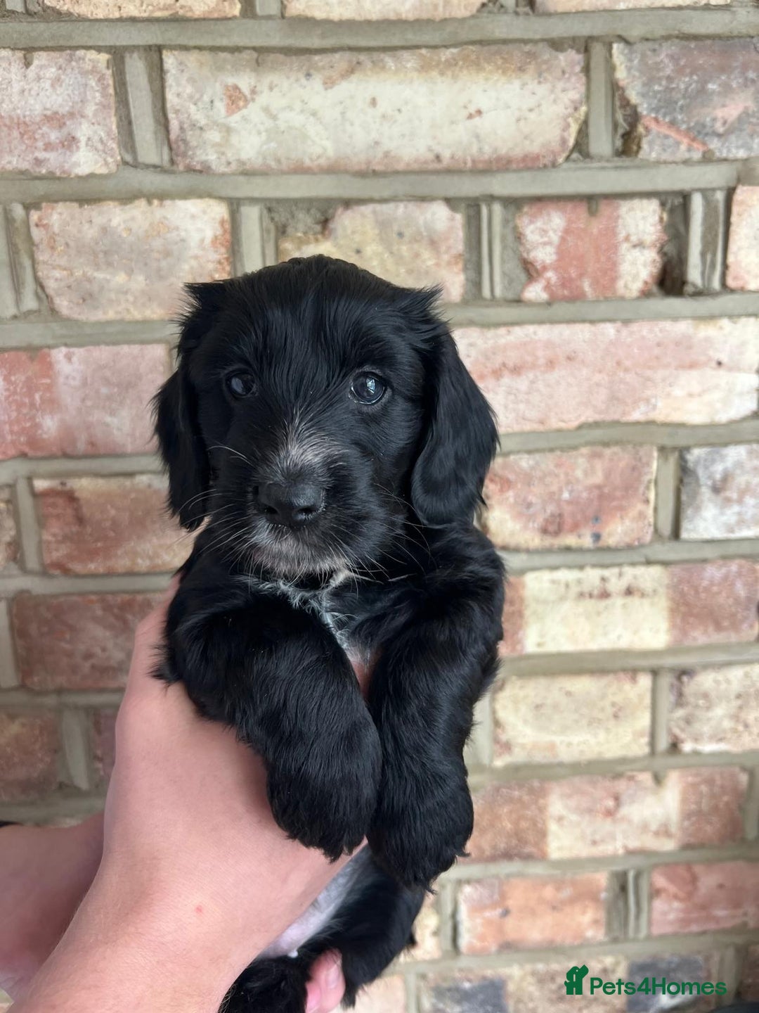 Cockapoo dogs for sale: Exceptional cockapoo pups- 1 Boy, 1 Girl left!! - Image 39