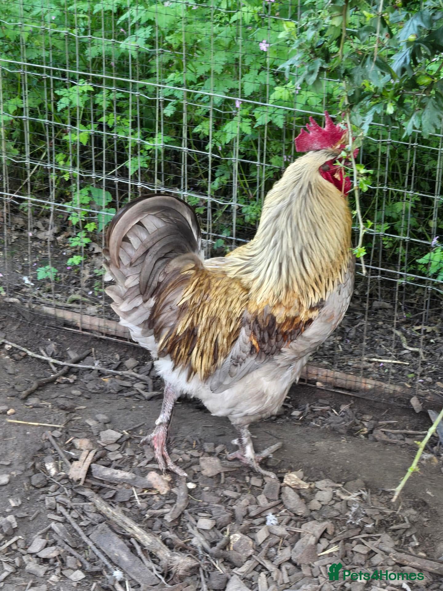 Chickens poultry FREE Pure Bred Cockerels - Advert 12
