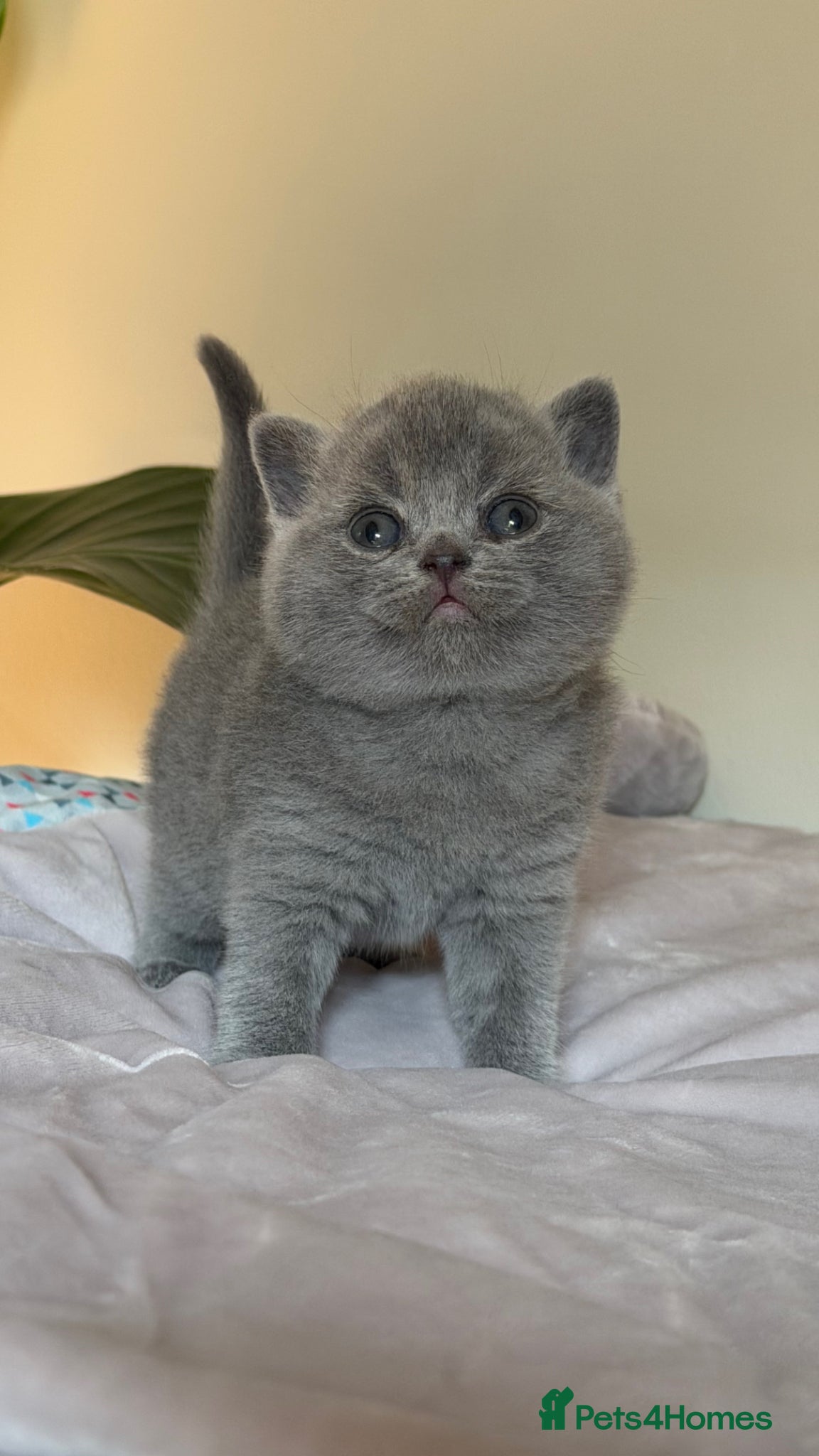 British Shorthair cats GCCF BEAUTIFUL KITTENS  - Advert 2