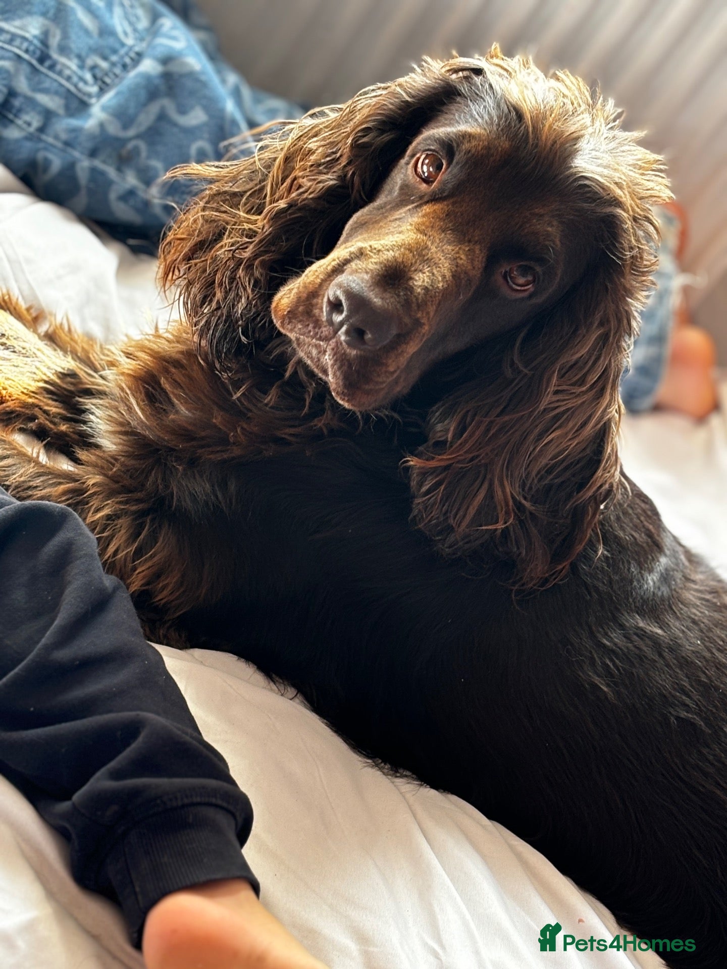 Cockapoo dogs Cockapoo rainbow litter 🌈  - Advert 1