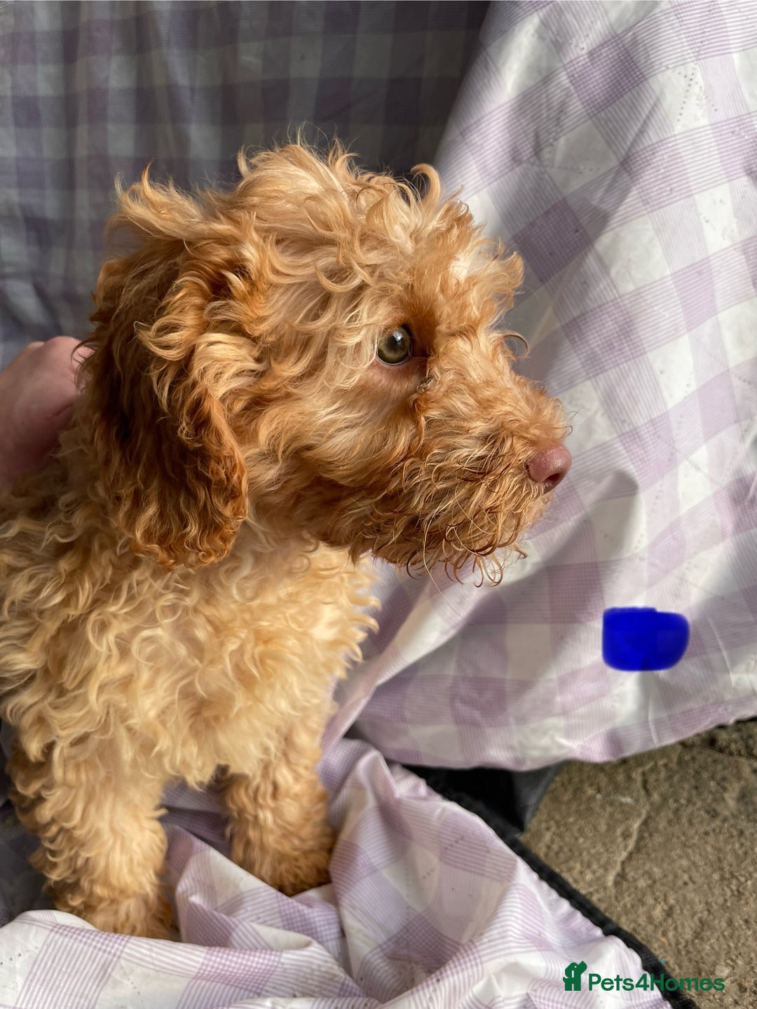 Cockapoo dogs for sale: Cockapoo puppies  - Advert 10