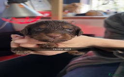 Cockapoo dogs for sale: ABSOLUTELY GORGEOUS F1 COCKAPOO PUPS!! - Image 4